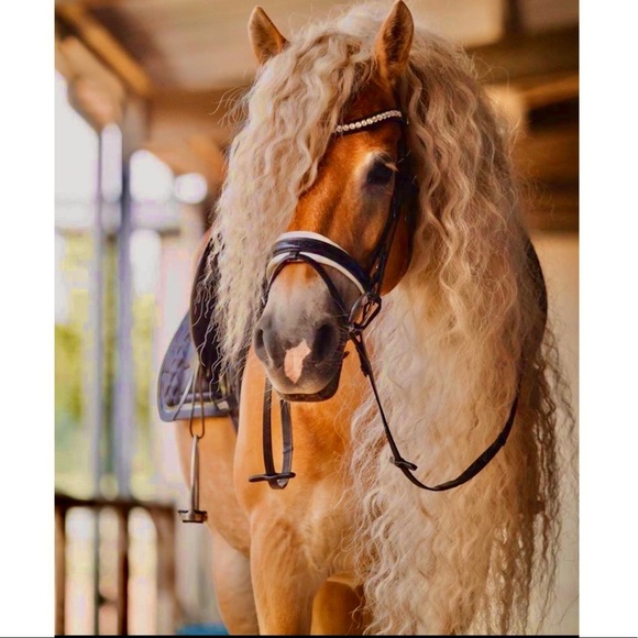 Meet the Posher Other - Hello Posh community! Follow me, I’m here just shopping for cute things!🤪🛍✨